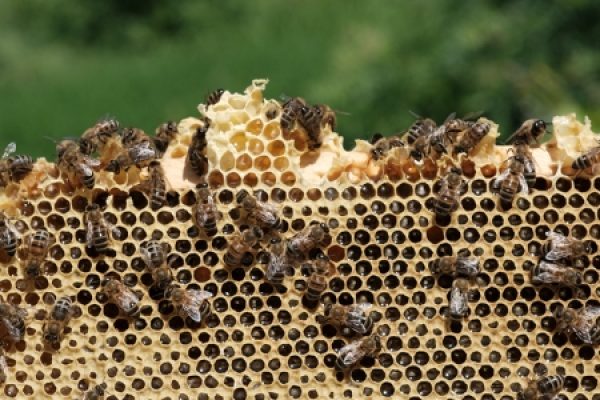 stupina-dobrodulce-albine-pc6xdj6hgkq3atemzz7cnfr97k5bq7cej3ti3aw8aw